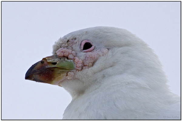 Snowy Sheathbill (Chionis albus) closeup by Daves BirdingPix