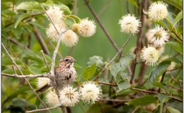 Avian And Attributes –&nbsp;Song