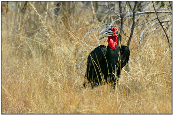 Southern Ground Hornbill (Bucorvus leadbeateri) by Daves BirdingPix