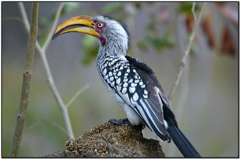 Southern Yellow-billed Hornbill by Dave's BirdingPix