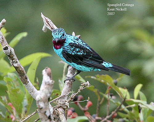 Spangled Cotinga (Cotinga cayana) by Kent Nickell