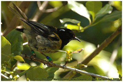 Stitchbird (Notiomystis cincta) by Tom Tarrant