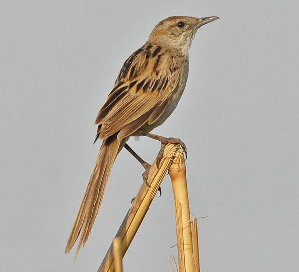 Striated Grassbird (Megalurus palustris) by Nikhil Devasar
