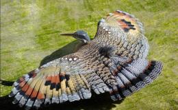 Lord’s Avian Wonders – Sunbittern saying, “Where is&nbsp;It?”