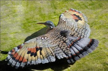 Sunbittern (Eurypyga helias) by Dan