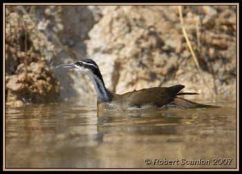 Sungrebe (Heliornis fulica) by Robert Scanlan