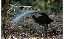 Liarbird or Lyrebird – AussieBirder’s Neat&nbsp;Blog