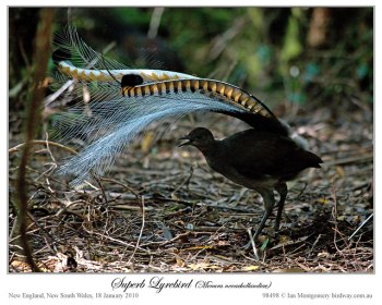 Superb Lyrebird (Menura novaehollandiae) by Ian