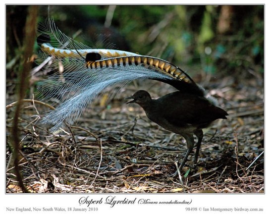 Superb Lyrebird (Menura novaehollandiae) by Ian
