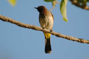 Swamp Boubou (Laniarius bicolor) by Bob-Nan