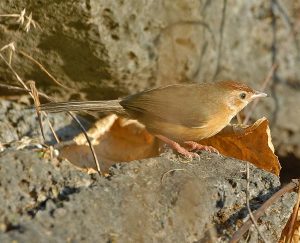 Tawny-bellied Babbler (Dumetia hyperythra) by Nikhil Devasar