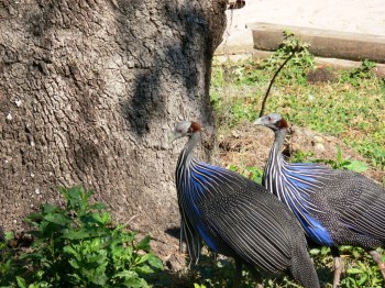 Vulturine Guineafowl (Acryllium vulturinum) Lowry Pk Zoo by Lee