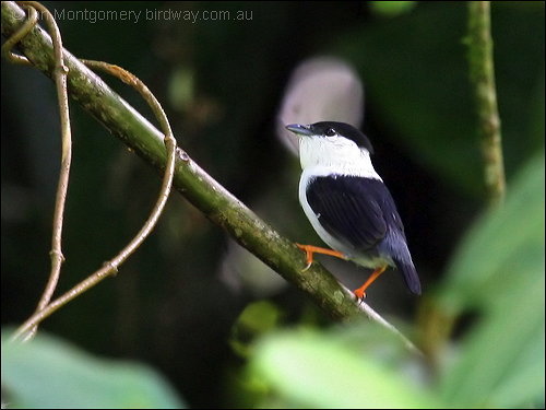 White-bearded Manakin (Manacus manacus) by Ian Montgomery