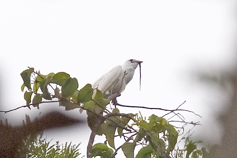 White Bellbird (Procnias albus) by AGrosset