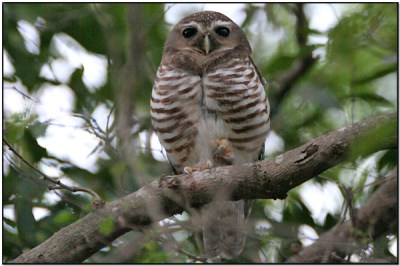 White-browed Owl ( ) by Dave's BirdingPix