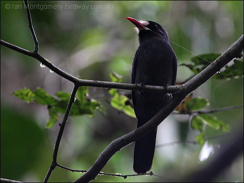 White-fronted Nunbird (Monasa morphoeus) by Ian