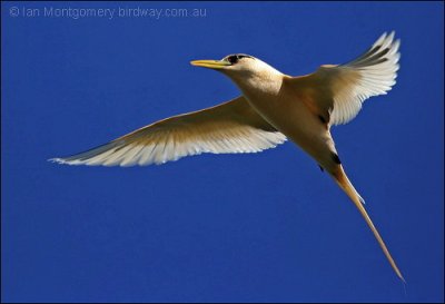 White-tailed Tropicbird (Phaethon lepturus) by Ian