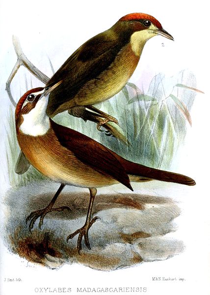 White-throated Oxylabes (Oxylabes madagascariensis) ©Drawing WikiC
