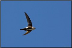 White-throated Swift by Dave's BirdingPix