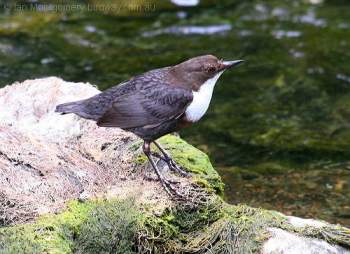 White-throated Dipper (Cinclus cinclus) by Ian