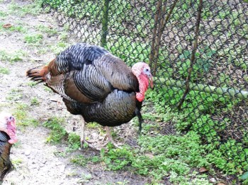 Wild Turkey (Meleagris gallopavo) by Lee at LPZoo Wild Turkey (Meleagris gallopavo) by Lee at LPZoo