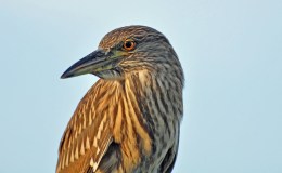 Bible Birds – Bittern&nbsp;II