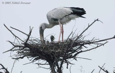 Asian Openbill (Anastomus oscitans) on nest by Nikhil Devasar