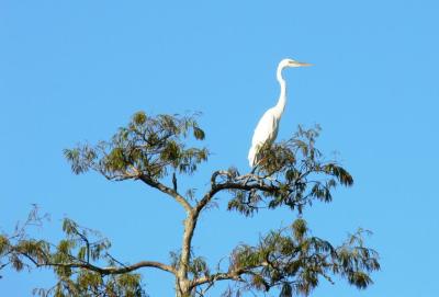 Western Great Egret (Ardea alba) Circle B by Lee