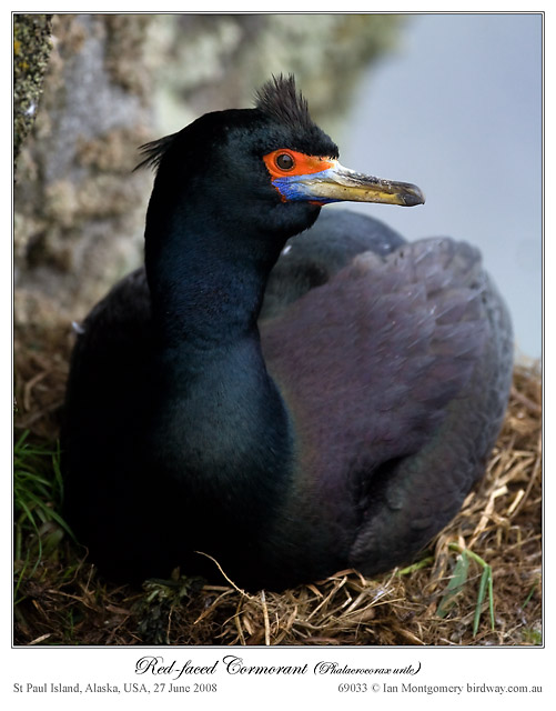 Red-faced Cormorant (Phalacrocorax urile) by Ian