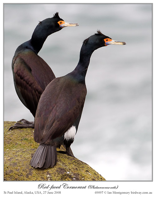 Red-faced Cormorant (Phalacrocorax urile) by Ian