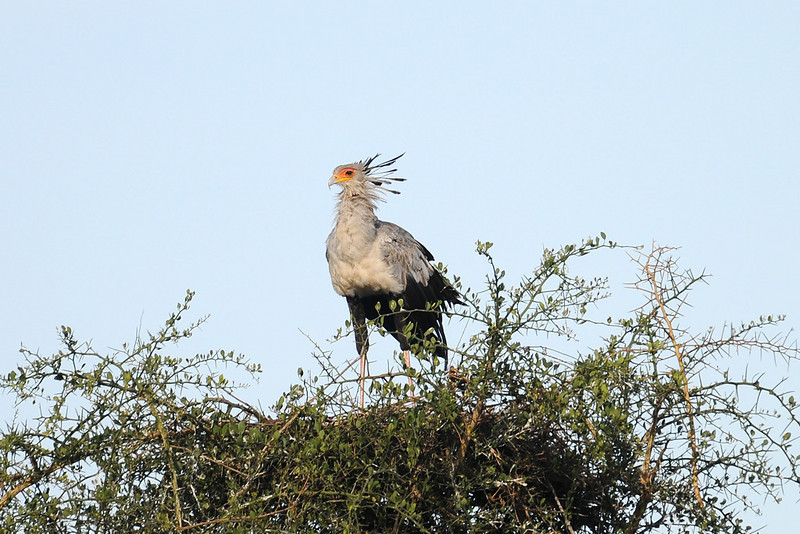 Secretarybird (Sagittarius serpentarius) by Bob-Nan