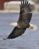 Bald Eagle (Haliaeetus leucocephalus) by AestheticPhotos