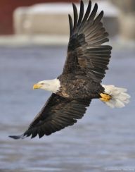 Bald Eagle (Haliaeetus leucocephalus)  by AestheticPhotos