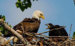 From The Archives – Birds of the Bible – Eagle’s&nbsp;Renewal