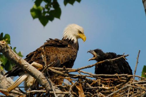 Bald Eagle (Haliaeetus leucocephalus) by AestheticPhotos Bald Eagle (Haliaeetus leucocephalus) by AestheticPhotos