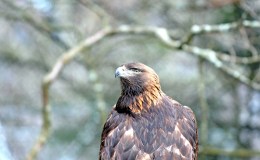 Golden Eagle – Eagle’s&nbsp;Eyesight