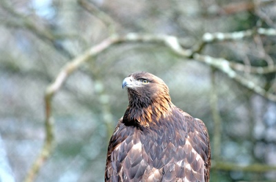 Bald Eagle (Haliaeetus leucocephalus)Grandfather Eagle by PastorBBC