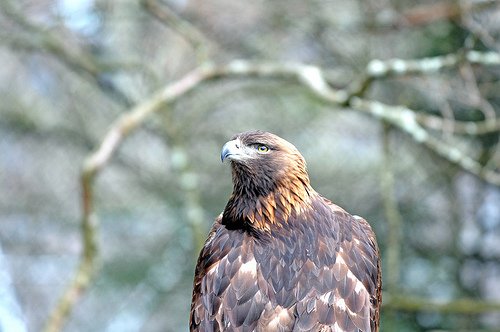 Golden Eagle (Aquila chrysaetos) - Grandfather Eagle by PastorBBC
