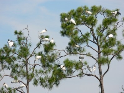 Wood Stork Tree Wood Stork Tree