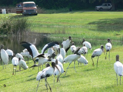 Wood Storks at entrance Wood Storks at entrance