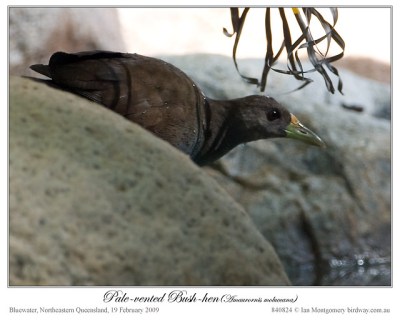 Pale-vented Bush-hen (Amaurornis moluccana) by Ian