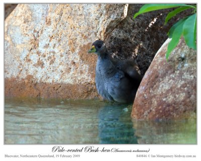 Pale-vented Bush-hen (Amaurornis moluccana) by Ian