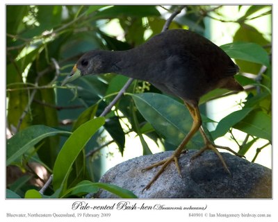 Pale-vented Bush-hen (Amaurornis moluccana) by Ian