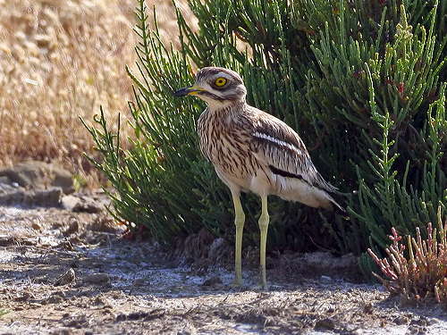Eurasian Stone-curlew (Burhinus oedicnemus) by Ian
