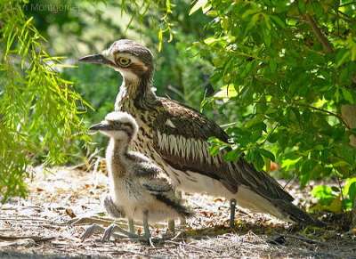 Bush Stone-curlew (Burhinus grallarius) with young by Ian