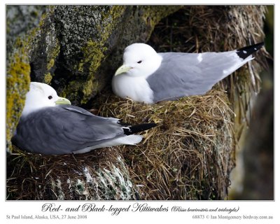 Red-legged and Black-legged Kittiwakes by Ian
