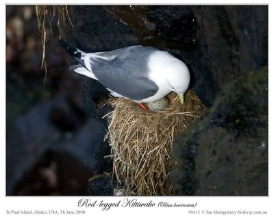 Red-legged Kittiwake (Rissa brevirostris) by Ian