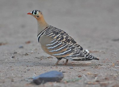 Painted Sandgrouse (Pterocles indicus) by Nikhil