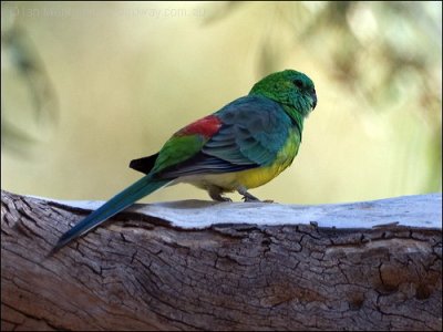 Red-rumped Parrot (Psephotus haematonotus) by Ian