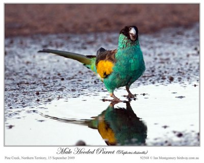 Hooded Parrot (Psephotus dissimilis) Male by Ian 1
